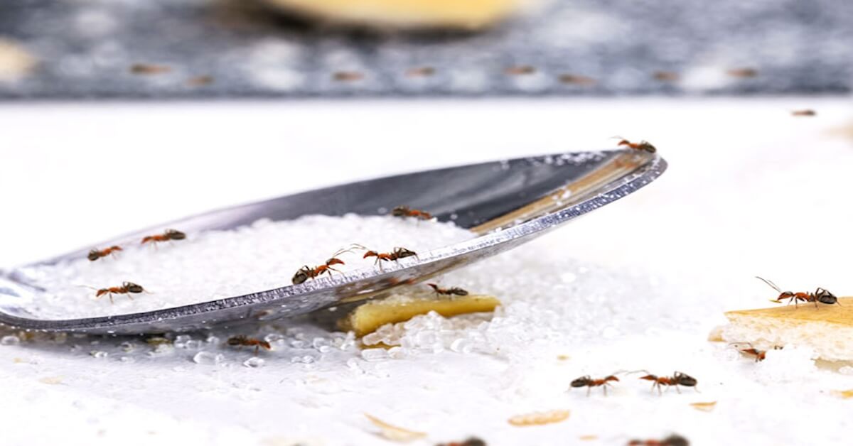 ants swarming spilled food