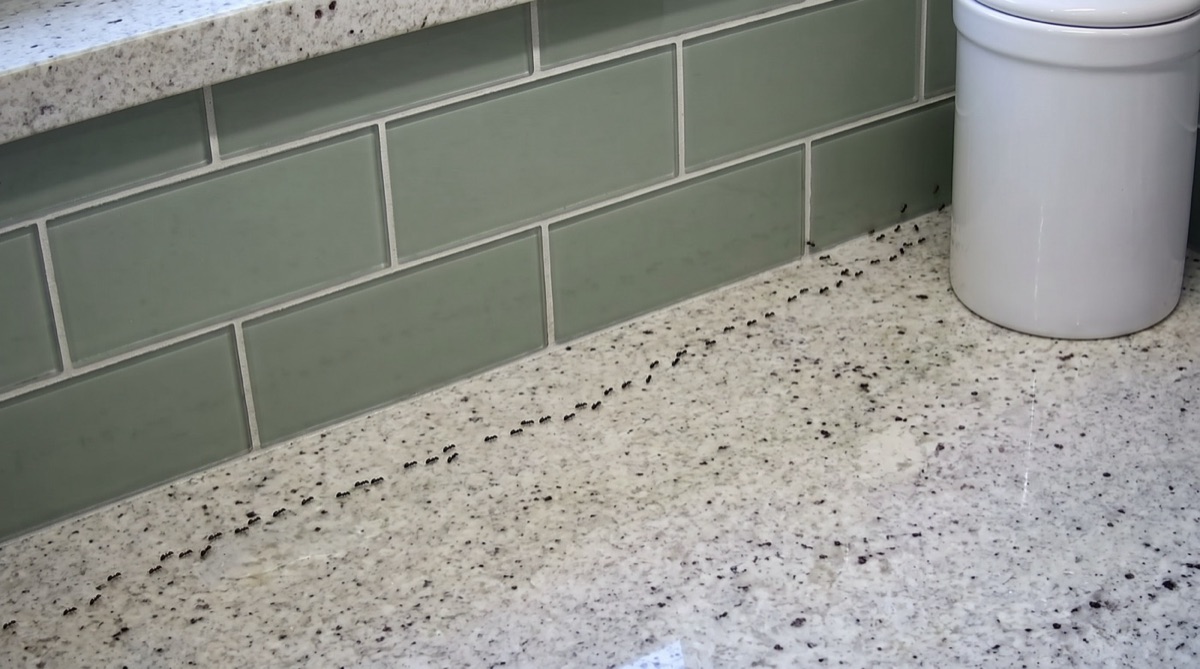 ant trail on the counter before treatment