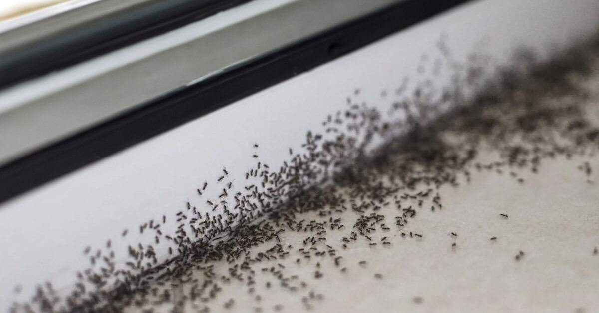 an ant trail spreading
