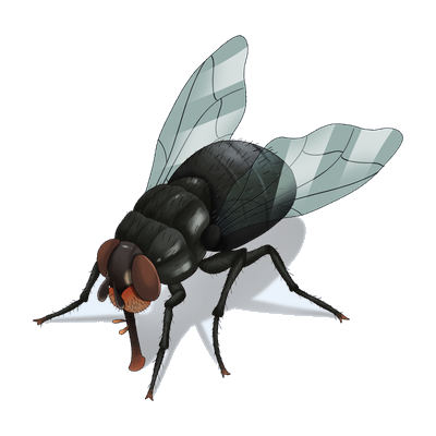 Flies