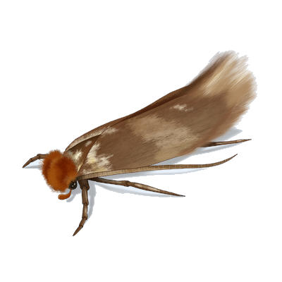 Moths