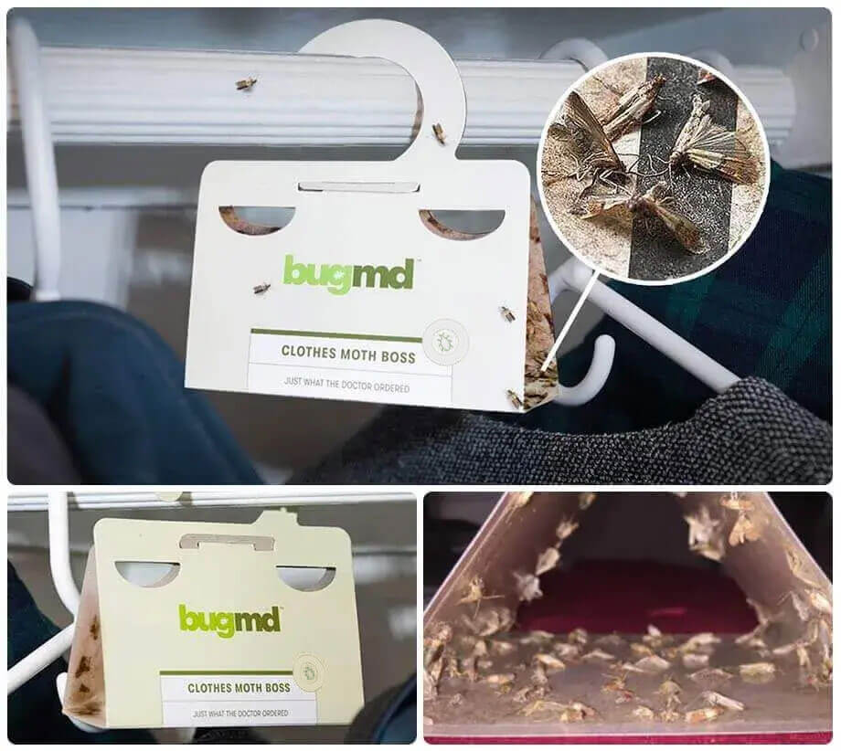 Bugmd: Closet Moths , How does Clothes Moth Boss work? – DNZB